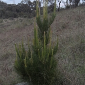 Pinus radiata at Conder, ACT - 11 Oct 2021