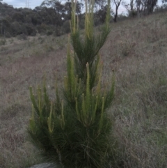 Pinus radiata (Monterey or Radiata Pine) at Rob Roy Range - 11 Oct 2021 by michaelb