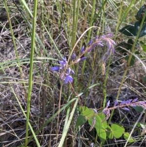 Veronica perfoliata at Acton, ACT - 16 Nov 2021 09:47 AM