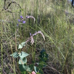 Veronica perfoliata at Acton, ACT - 16 Nov 2021