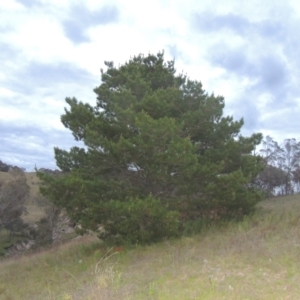 Pinus radiata at Conder, ACT - 11 Oct 2021 06:26 PM