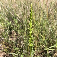 Microtis sp. (Onion Orchid) at Holt, ACT - 15 Nov 2021 by JasonC