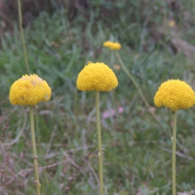 Craspedia variabilis (Common Billy Buttons) at Rob Roy Range - 11 Oct 2021 by michaelb