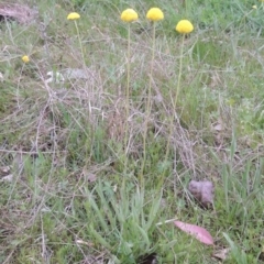 Craspedia variabilis at Conder, ACT - 11 Oct 2021