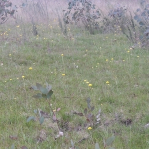 Craspedia variabilis at Conder, ACT - 11 Oct 2021