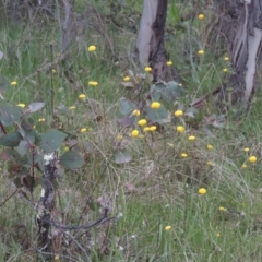 Craspedia variabilis (Common Billy Buttons) at Conder, ACT - 11 Oct 2021 by MichaelBedingfield