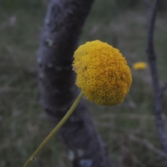 Craspedia variabilis (Common Billy Buttons) at Rob Roy Range - 11 Oct 2021 by michaelb