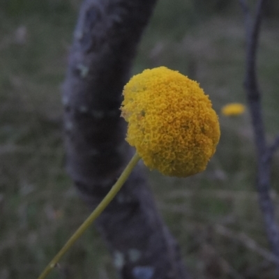 Craspedia variabilis (Common Billy Buttons) at Rob Roy Range - 11 Oct 2021 by michaelb