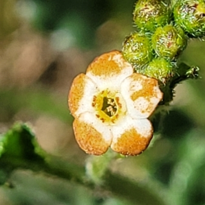 Hackelia suaveolens (Sweet Hounds Tongue) at Crace Grasslands - 15 Nov 2021 by tpreston