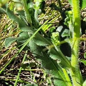 Hackelia suaveolens at Mitchell, ACT - 16 Nov 2021