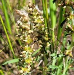 Gamochaeta impatiens (A cudweed) at Mitchell, ACT - 16 Nov 2021 by trevorpreston