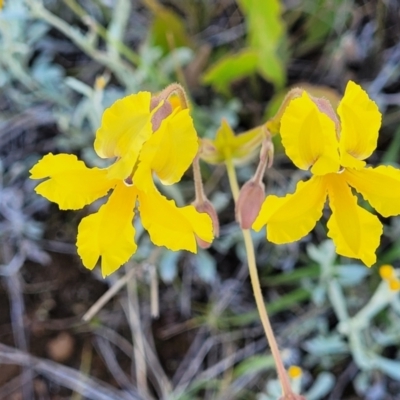 Goodenia paradoxa (Spur Goodenia) at Mitchell, ACT - 16 Nov 2021 by tpreston