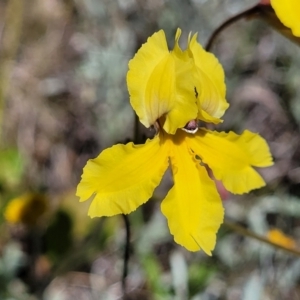 Goodenia paradoxa at Mitchell, ACT - 16 Nov 2021 10:38 AM