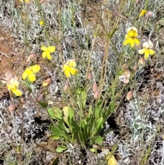 Goodenia paradoxa at Mitchell, ACT - 16 Nov 2021 10:38 AM