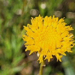 Rutidosis leptorhynchoides (Button Wrinklewort) at Mitchell, ACT - 16 Nov 2021 by trevorpreston