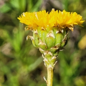 Rutidosis leptorhynchoides at Mitchell, ACT - 16 Nov 2021 10:40 AM