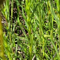 Rutidosis leptorhynchoides at Mitchell, ACT - 16 Nov 2021