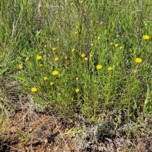 Rutidosis leptorhynchoides at Mitchell, ACT - 16 Nov 2021 10:40 AM