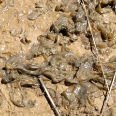 Nostoc sp. (genus) (A cyanobacterium) at Crace Grasslands - 15 Nov 2021 by tpreston