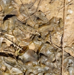 Nostoc sp. (genus) at Mitchell, ACT - 16 Nov 2021 10:43 AM