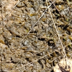 Nostoc sp. (genus) at Mitchell, ACT - 16 Nov 2021 10:43 AM