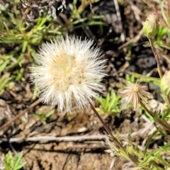 Vittadinia muelleri (Narrow-leafed New Holland Daisy) at Mitchell, ACT - 16 Nov 2021 by trevorpreston