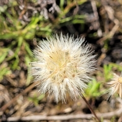 Vittadinia muelleri at Mitchell, ACT - 16 Nov 2021 10:45 AM