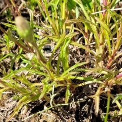 Vittadinia muelleri at Mitchell, ACT - 16 Nov 2021 10:45 AM