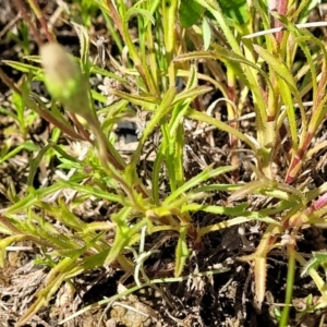 Vittadinia muelleri at Mitchell, ACT - 16 Nov 2021 10:45 AM