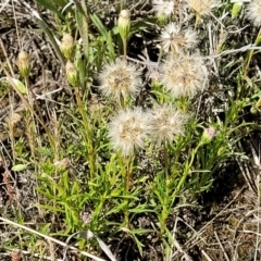 Vittadinia muelleri at Mitchell, ACT - 16 Nov 2021 10:45 AM