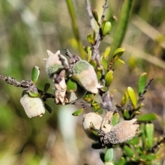 Cryptandra amara (Bitter Cryptandra) at Mitchell, ACT - 16 Nov 2021 by tpreston