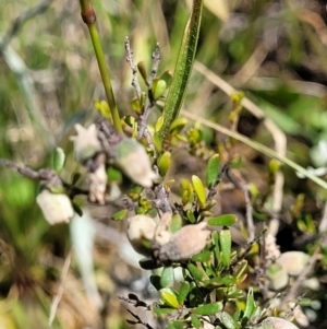 Cryptandra amara at Mitchell, ACT - 16 Nov 2021