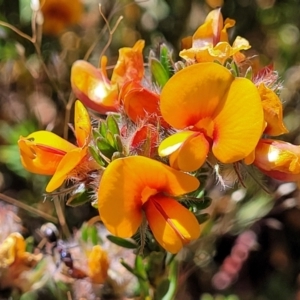 Pultenaea subspicata at Mitchell, ACT - 16 Nov 2021