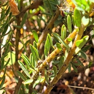 Pultenaea subspicata at Mitchell, ACT - 16 Nov 2021