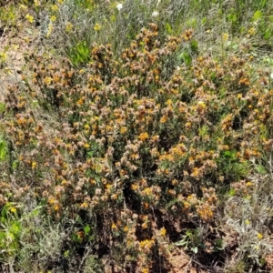 Pultenaea subspicata at Mitchell, ACT - 16 Nov 2021
