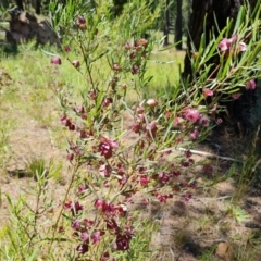 Dodonaea viscosa subsp. angustissima (Hop Bush) at Isaacs Ridge and Nearby - 16 Nov 2021 by Mike