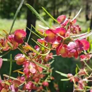 Dodonaea viscosa subsp. angustissima at Isaacs, ACT - 16 Nov 2021