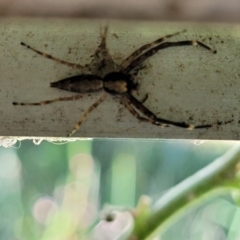 Helpis minitabunda (Threatening jumping spider) at Sullivans Creek, Lyneham South - 16 Nov 2021 by trevorpreston