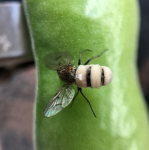 Entomophthora sp. (genus) at Hackett, ACT - suppressed