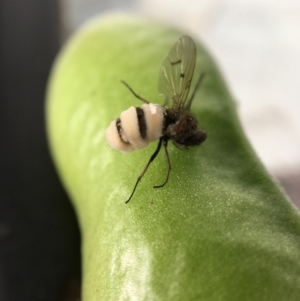 Entomophthora sp. (genus) at Hackett, ACT - suppressed