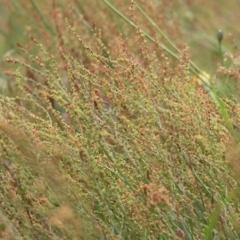 Rumex acetosella (Sheep Sorrel) at Wodonga, VIC - 13 Nov 2021 by KylieWaldon