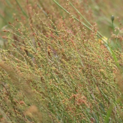 Rumex acetosella (Sheep Sorrel) at Wodonga - 13 Nov 2021 by KylieWaldon