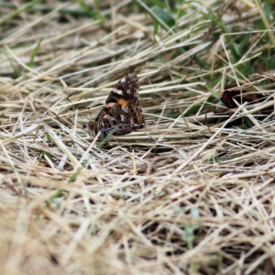 Vanessa kershawi (Australian Painted Lady) at Wodonga - 13 Nov 2021 by KylieWaldon