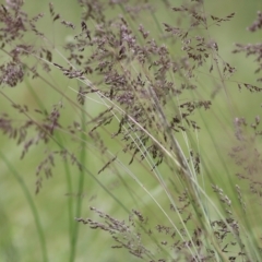 Poa sp. (A Snow Grass) at WREN Reserves - 13 Nov 2021 by KylieWaldon