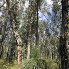 Xanthorrhoea glauca subsp. angustifolia (Grey Grass-tree) at Morton National Park - 13 Nov 2021 by Tapirlord