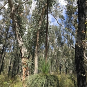 Xanthorrhoea glauca subsp. angustifolia at Bundanoon, NSW - 14 Nov 2021