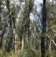 Xanthorrhoea australis at Bundanoon, NSW - suppressed