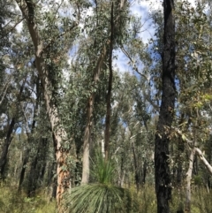 Xanthorrhoea glauca subsp. angustifolia at Bundanoon, NSW - 14 Nov 2021