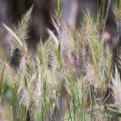 Austrostipa densiflora (Foxtail Speargrass) at Wodonga, VIC - 14 Nov 2021 by KylieWaldon