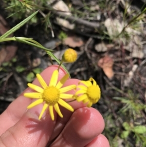 Senecio madagascariensis at Bundanoon, NSW - 14 Nov 2021 10:46 AM